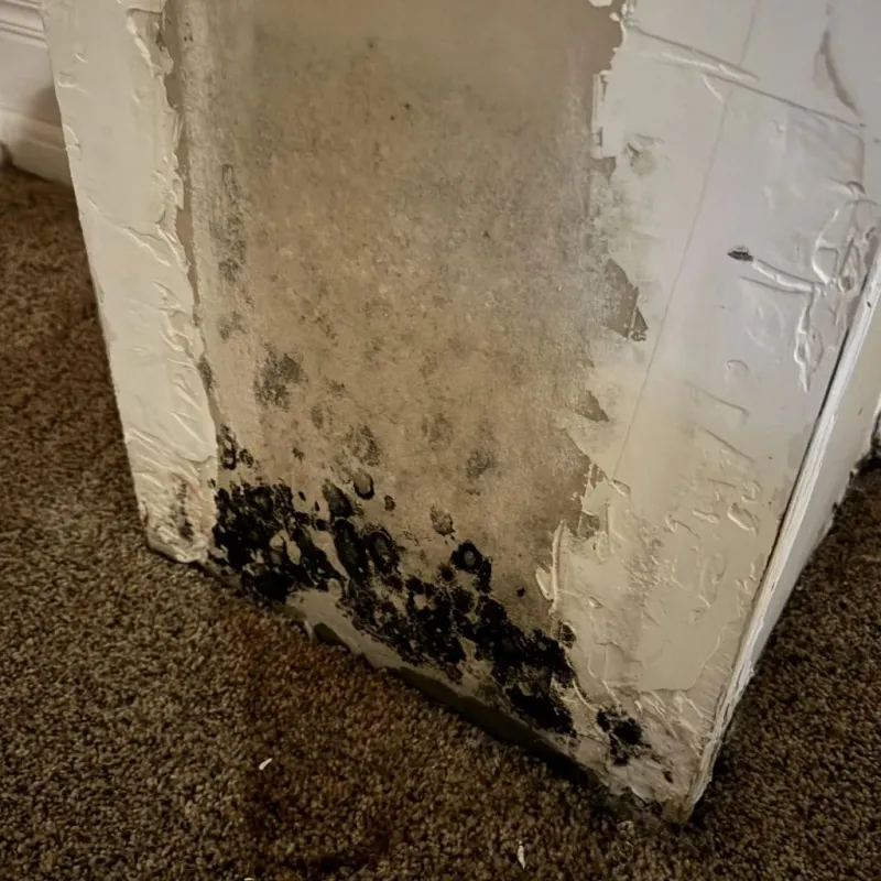 Professional Mold Removal in Overbrook, KS